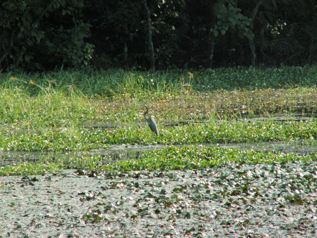 NEPAL - CHITWAN NP - een reiger bij het Bis Hajaar Tal (20.000 lake)
