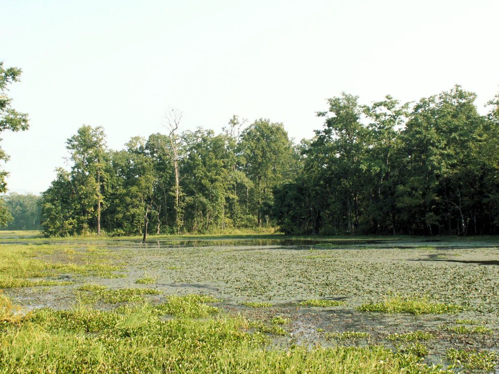 NEPAL - CHITWAN NP - het Bis Hajaar Tal (20.000 lake)