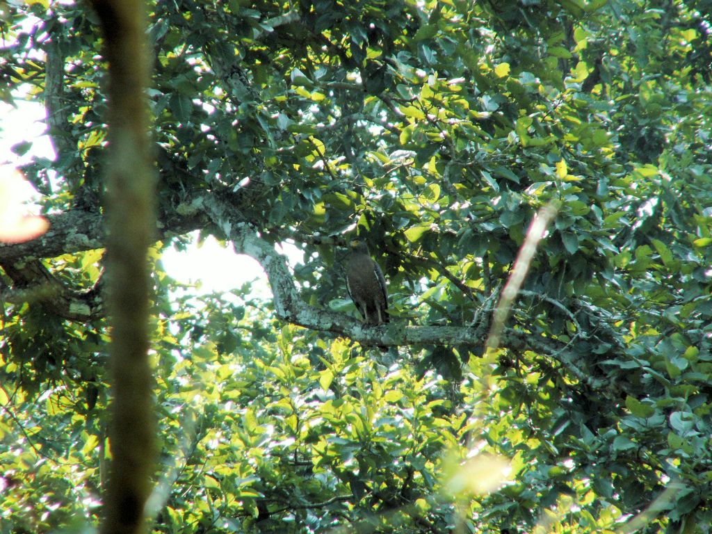 NEPAL - CHITWAN NP - een roofvogel