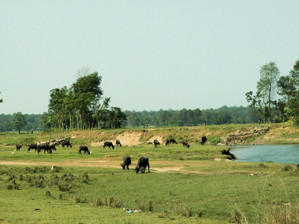 NEPAL - CHITWAN NP - een groep waterbuffels
