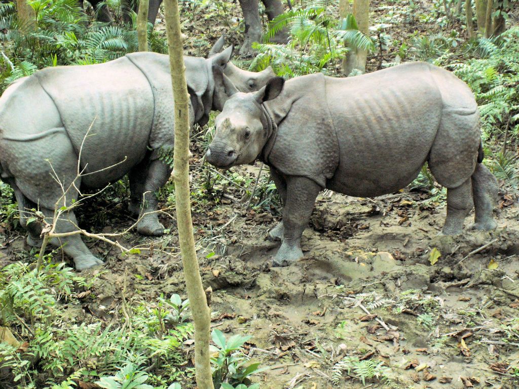 NEPAL - CHITWAN NP - twee jonge Indische neushoorns