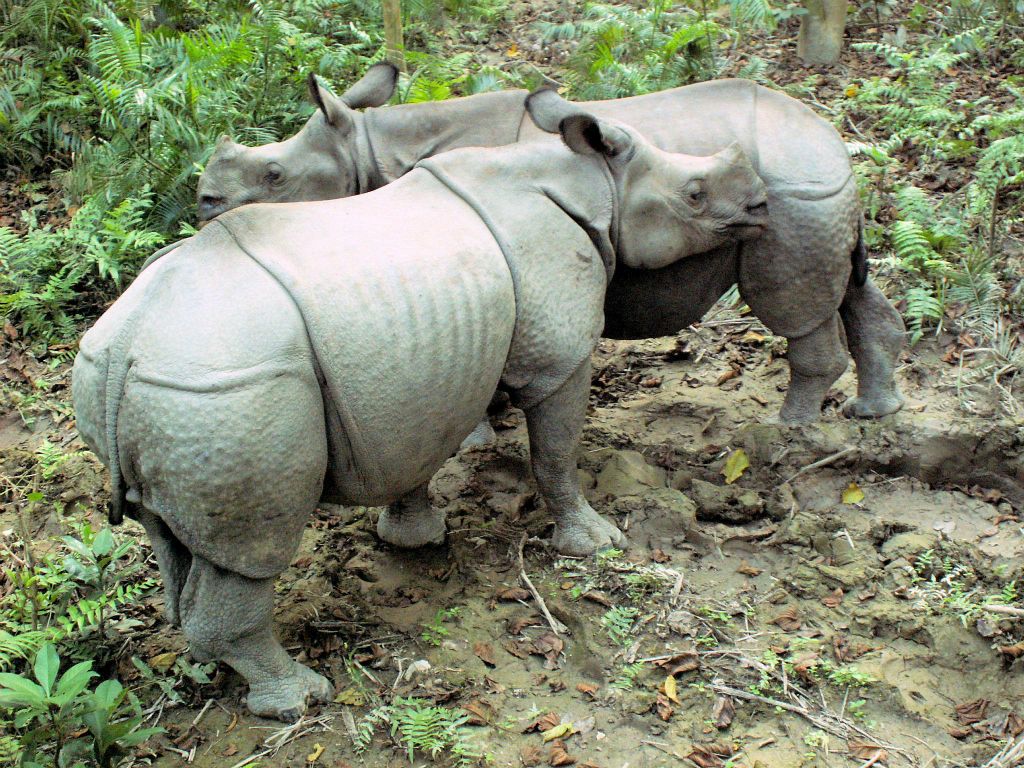 NEPAL - CHITWAN NP - twee jonge Indische neushoorns