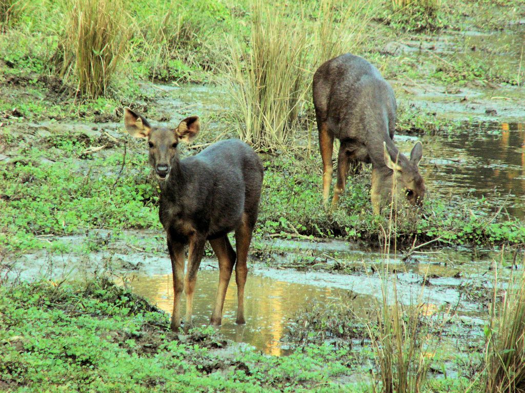 NEPAL - CHITWAN NP - twee paardherten (sambar deer)