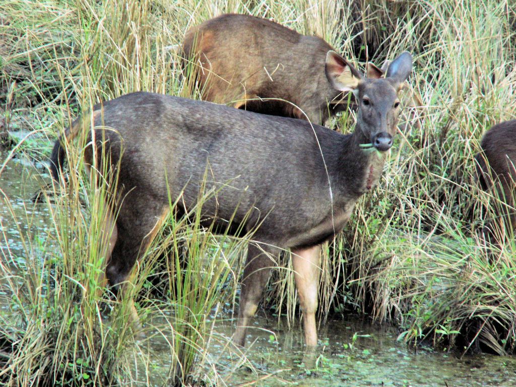 NEPAL - CHITWAN NP - enkele paardherten (sambar deer)