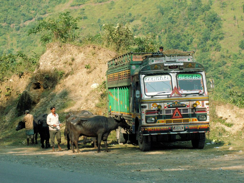 NEPAL - CHITWAN NP -> POKHARA - het uitladen van buffels