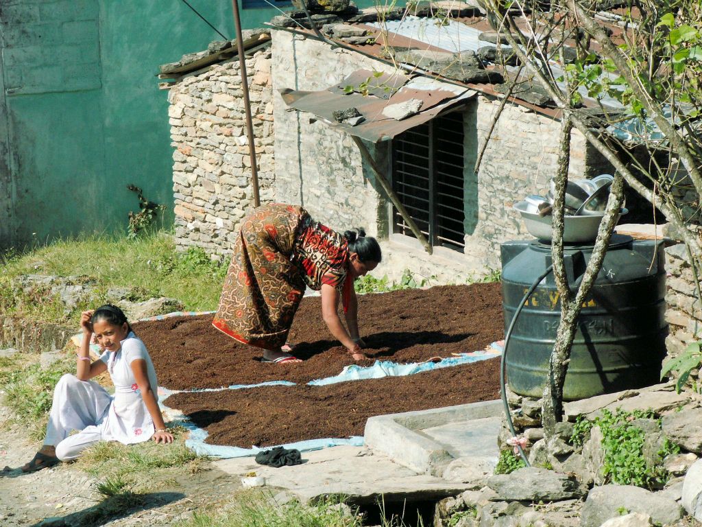 NEPAL - POKHARA - het drogen van zaden