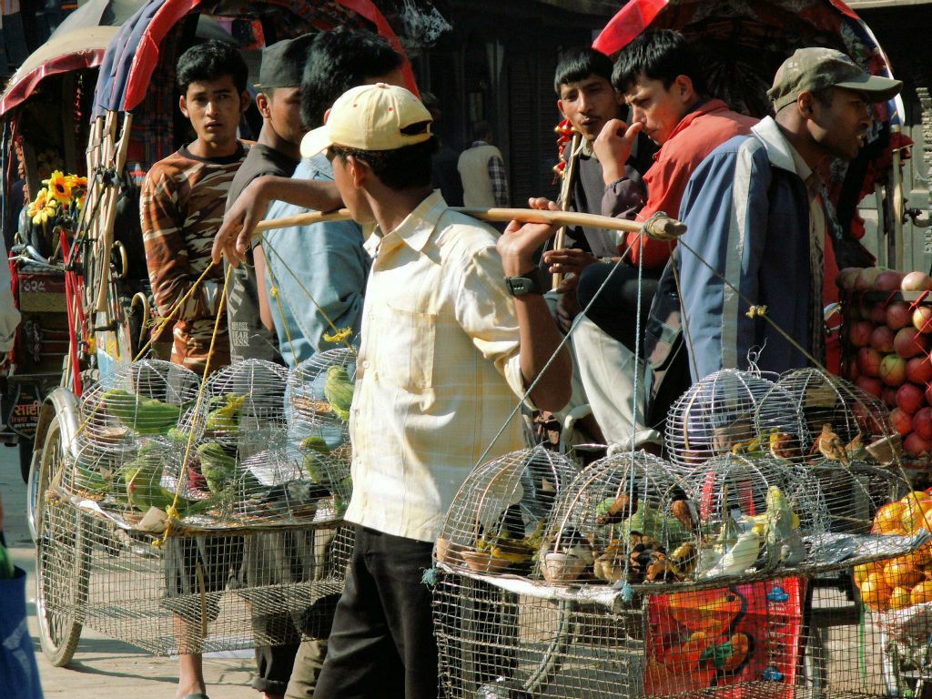 NEPAL - KATHMANDU - een man die vogels verkoopt