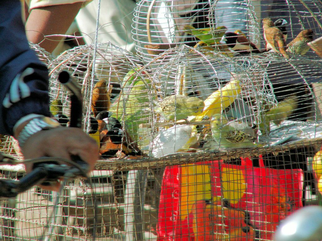 NEPAL - KATHMANDU - enkele vogels die een man verkoopt