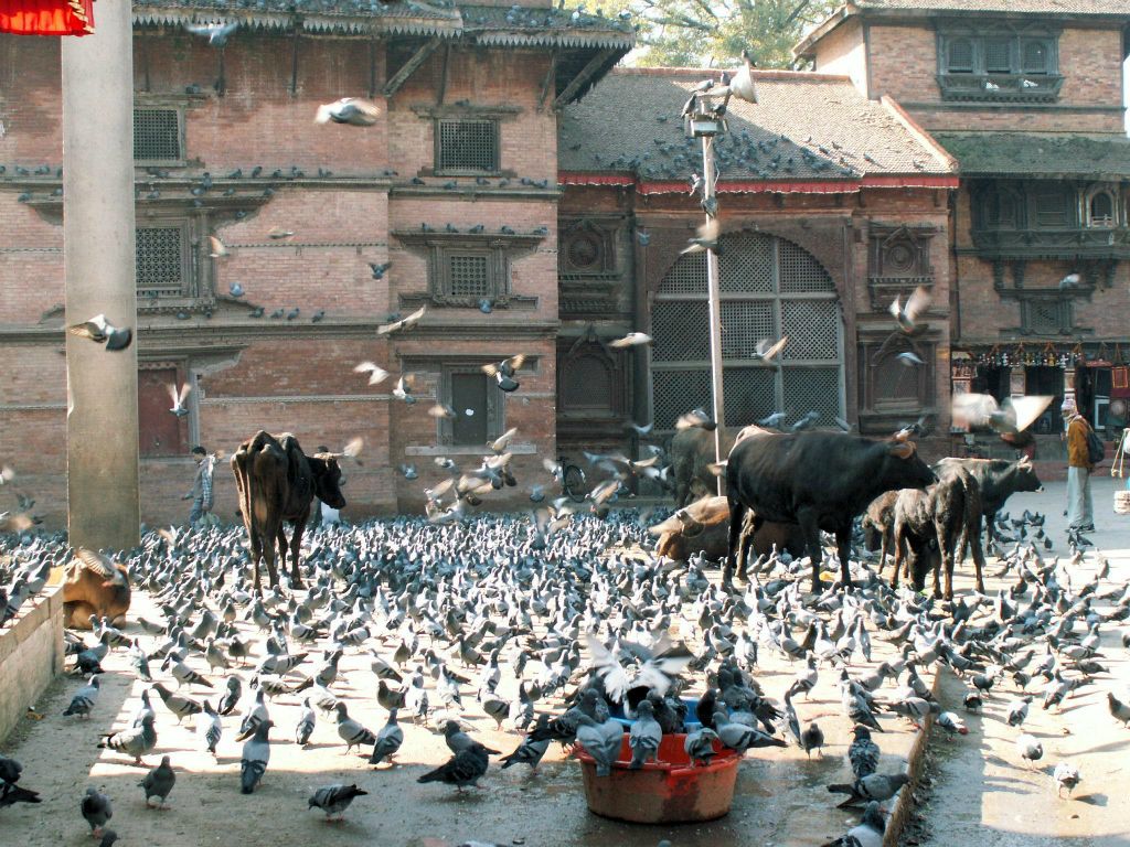 NEPAL - KATHMANDU - het plein met veel duiven en heilige koeien bij Durbar Square