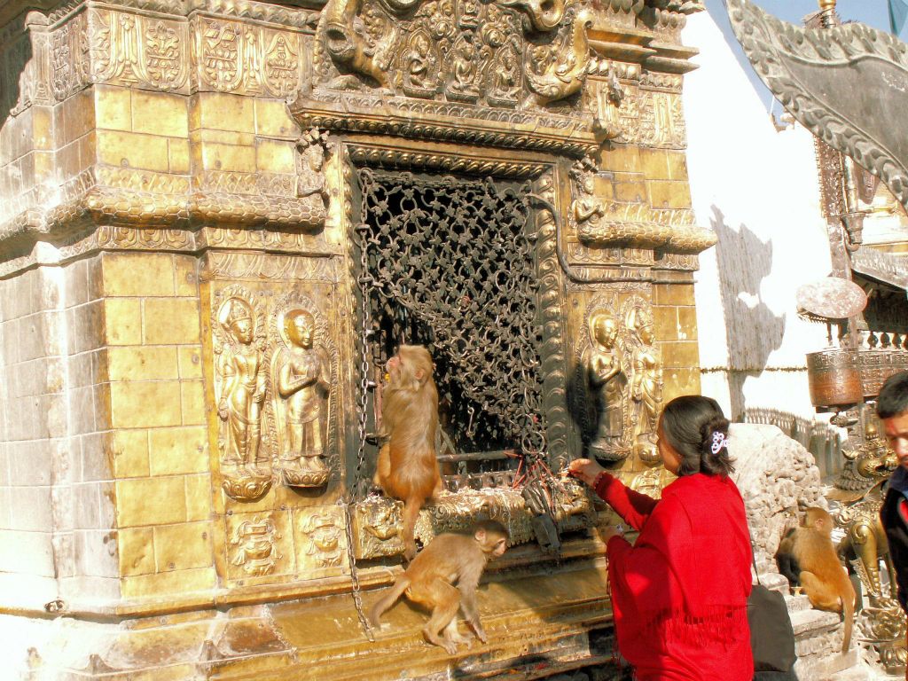 NEPAL - KATHMANDU - enkele apen bij de Swayambhunath stoepa