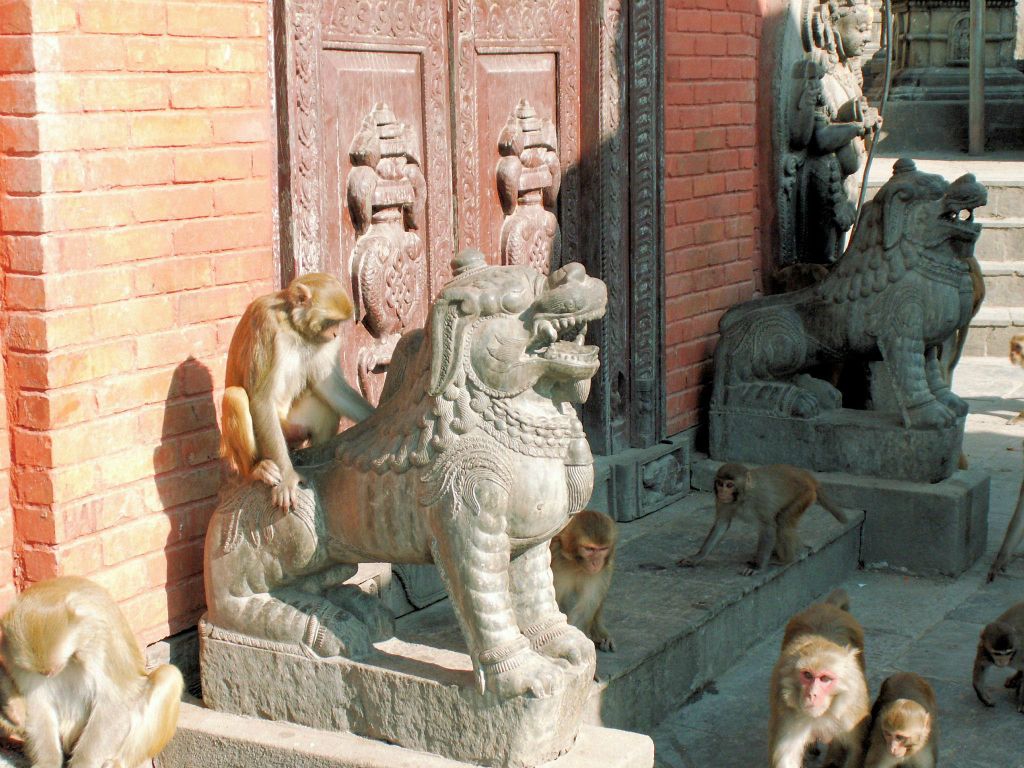 NEPAL - KATHMANDU - enkele apen bij de Swayambhunath stoepa