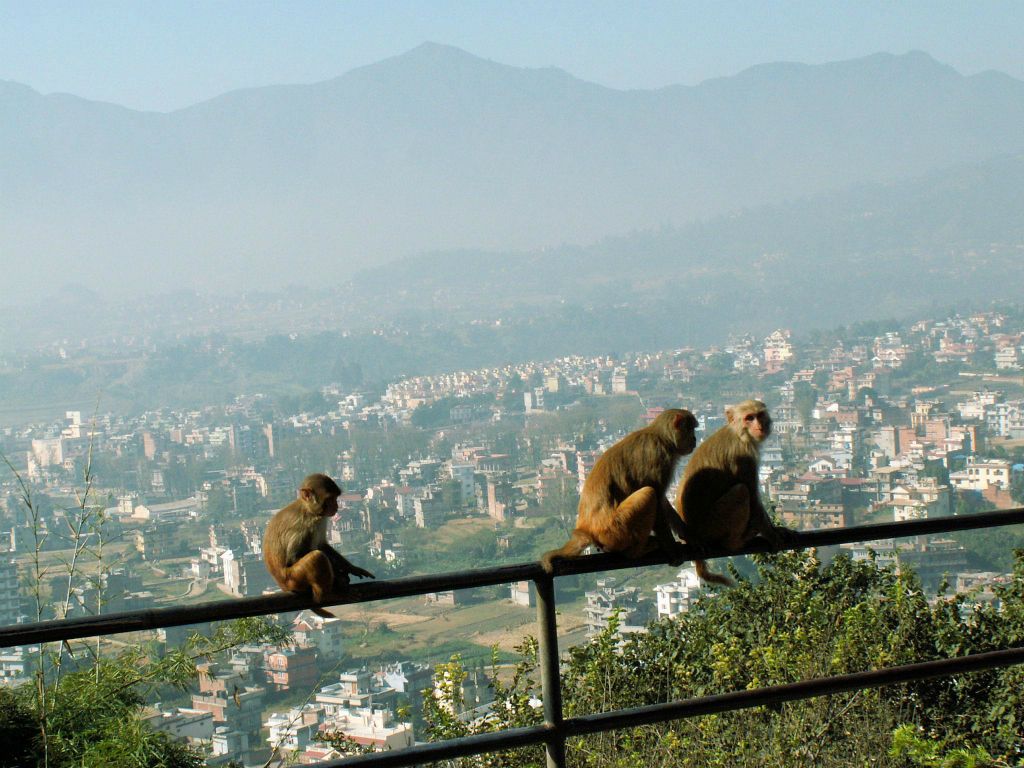 NEPAL - KATHMANDU - enkele apen bij de Swayambhunath stoepa