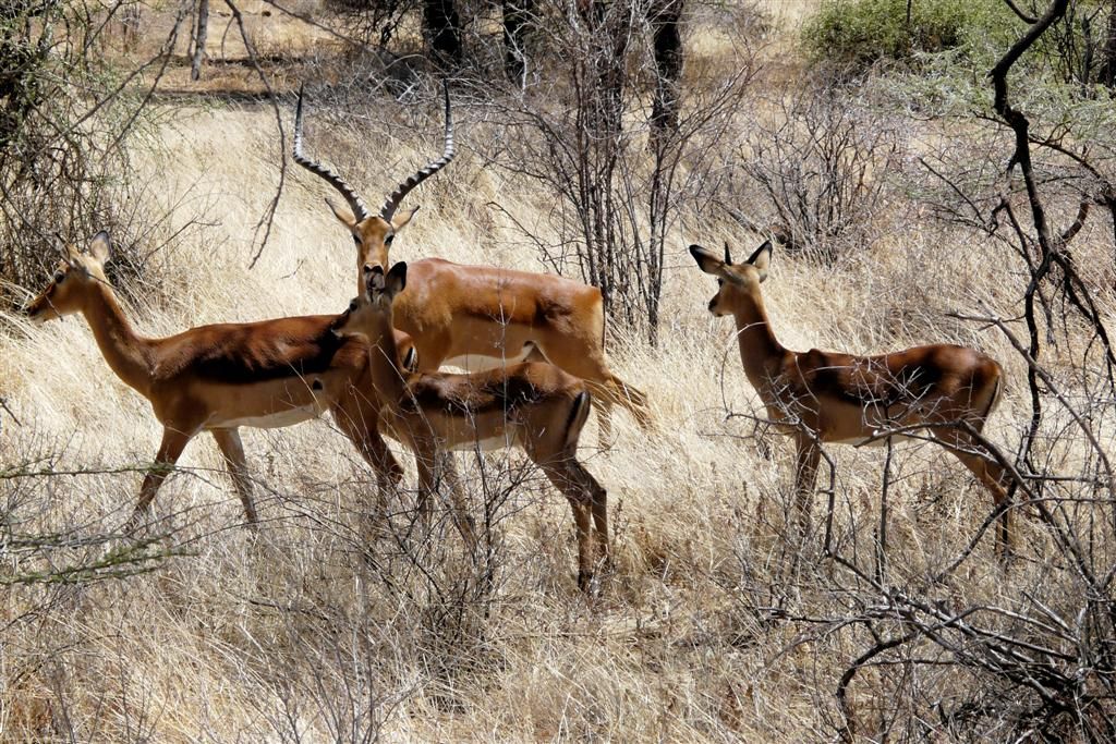 KENIA - BUFFALO SPRINGS - een groepje impala's