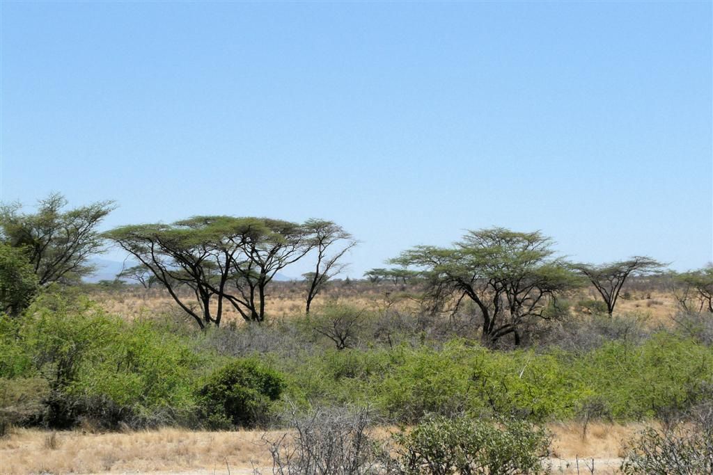 KENIA - BUFFALO SPRINGS - landschap
