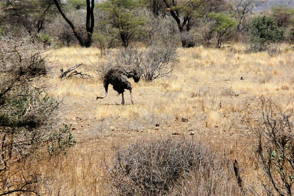 KENIA - BUFFALO SPRINGS - een vrouwelijke struisvogel