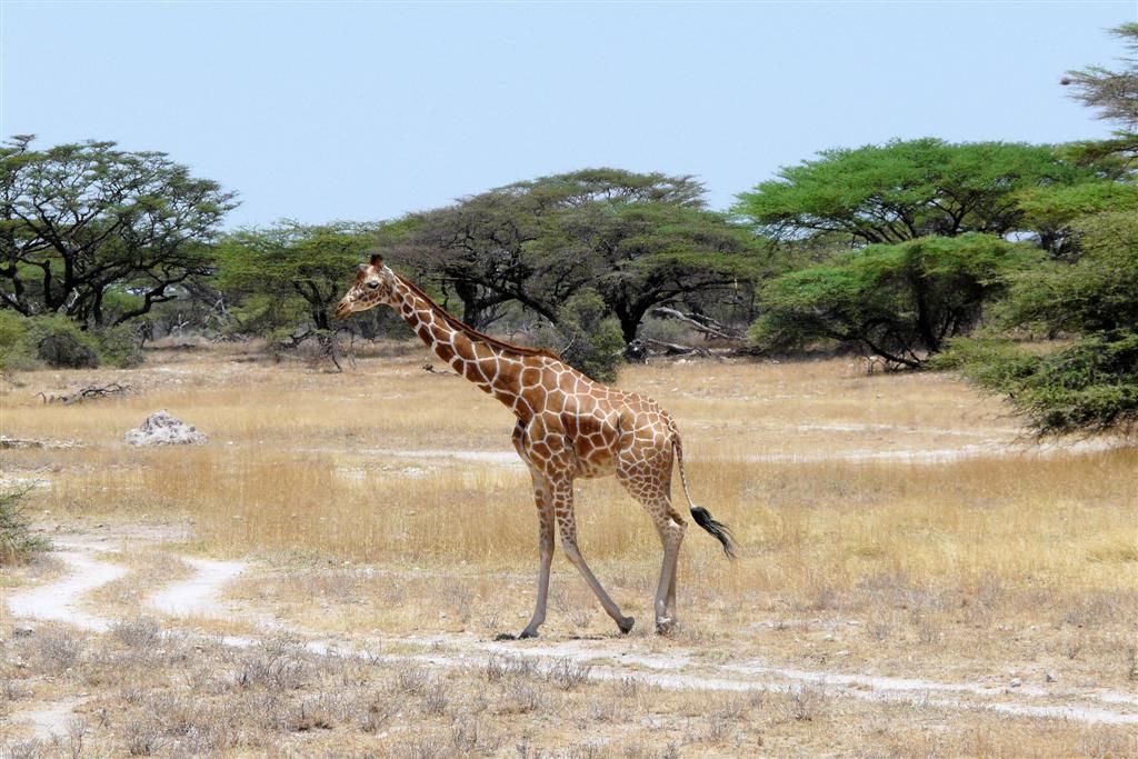 KENIA - BUFFALO SPRINGS - een netgiraffe