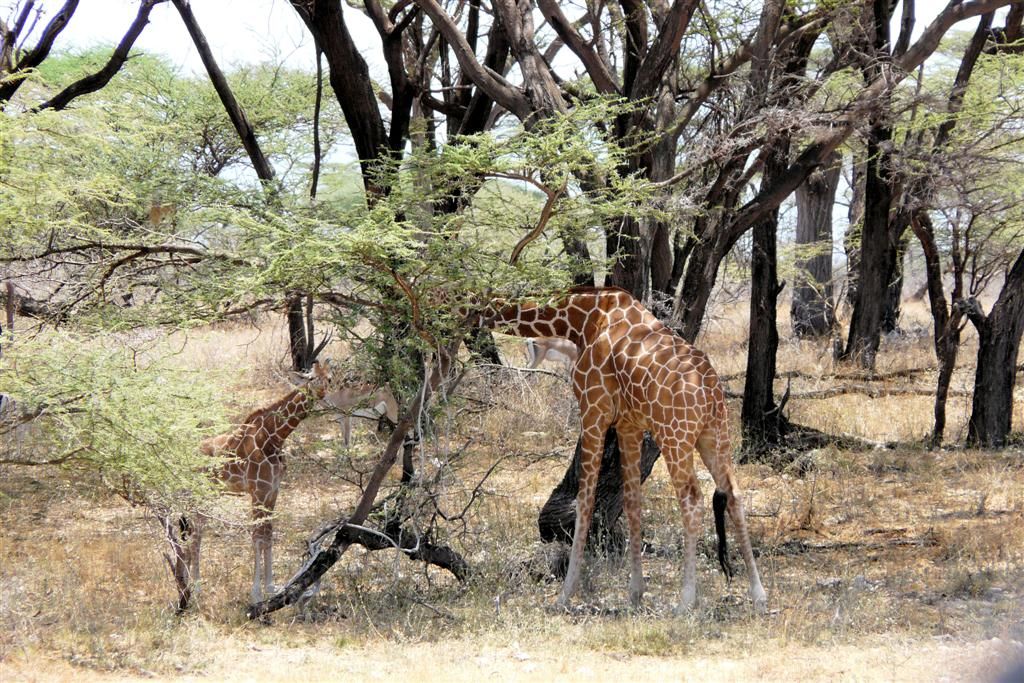 KENIA - BUFFALO SPRINGS - een volwassen en kleine netgiraffe