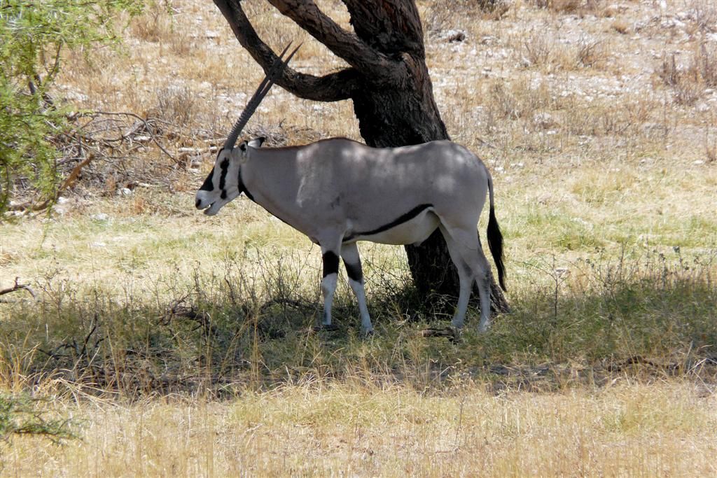 KENIA - BUFFALO SPRINGS - een Oost-Afrikaanse spiesbok