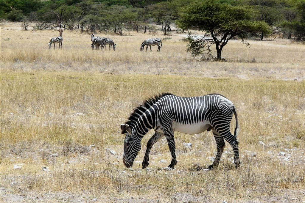 KENIA - BUFFALO SPRINGS - een grévyzebra