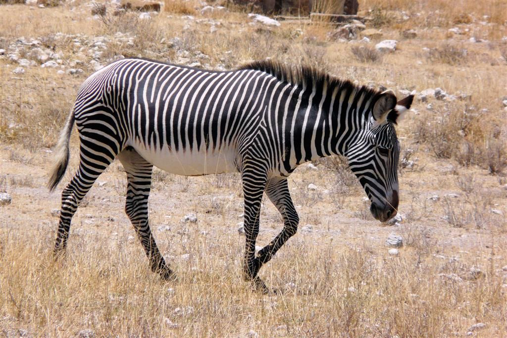 KENIA - BUFFALO SPRINGS - een grévyzebra