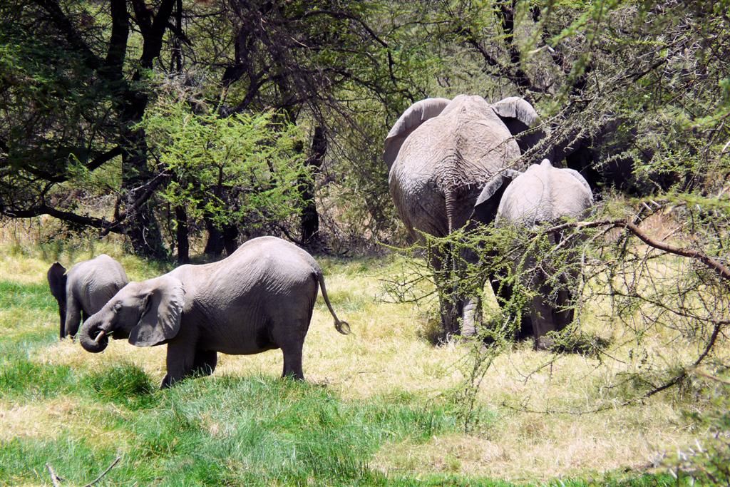 KENIA - BUFFALO SPRINGS - een kudde olifanten