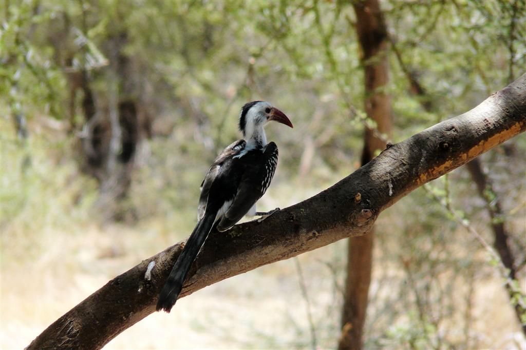 KENIA - BUFFALO SPRINGS - een roodsnaveltok