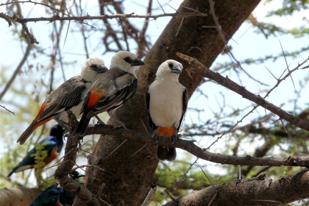 KENIA - BUFFALO SPRINGS - drie witkopbuffelwevers