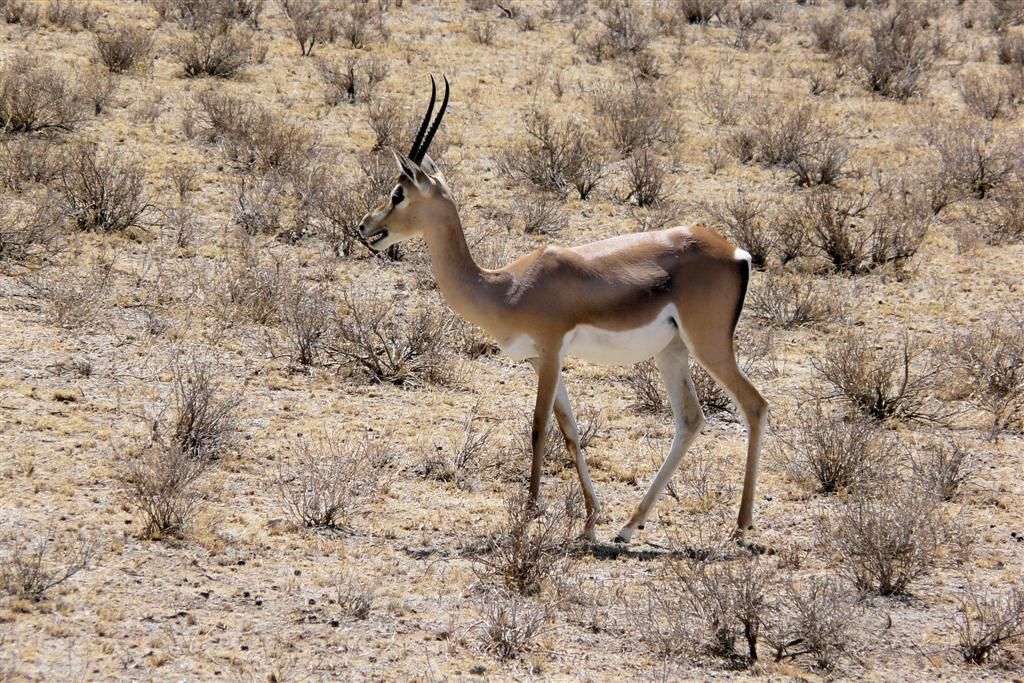 KENIA - BUFFALO SPRINGS - een grantgazelle