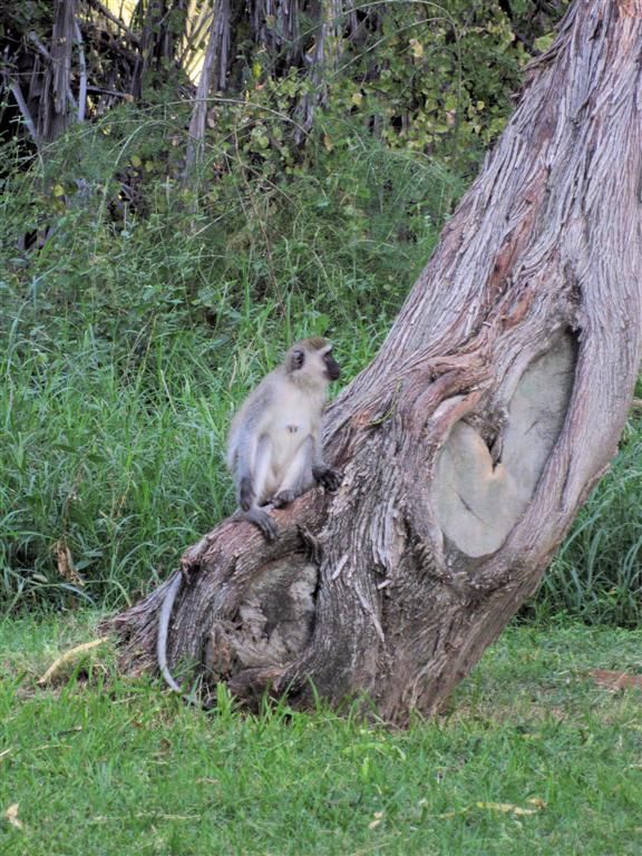 KENIA - SHABA NATIONAL PARK - een groene meerkat