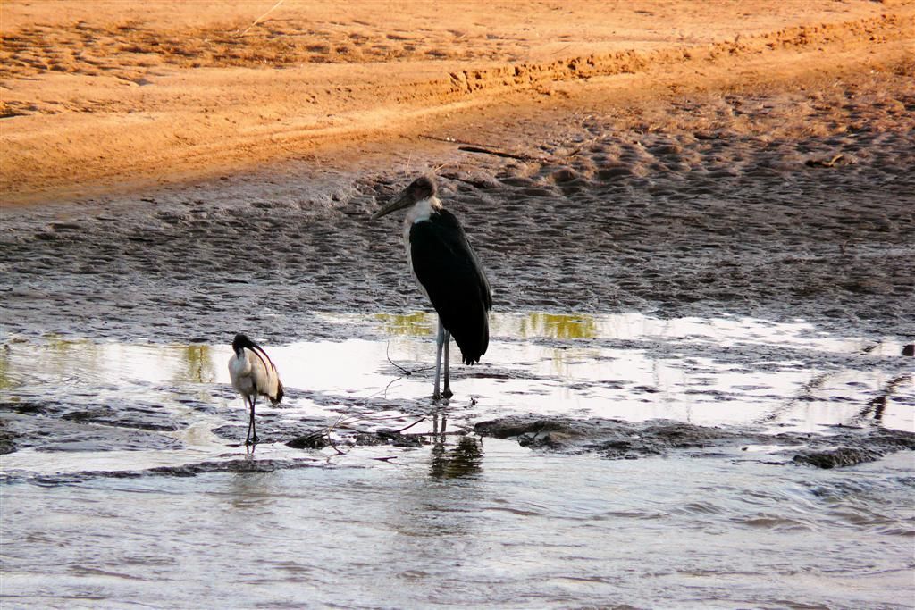 KENIA - SHABA NATIONAL PARK - links een heilige ibis en rechts een Afrikaanse maraboe