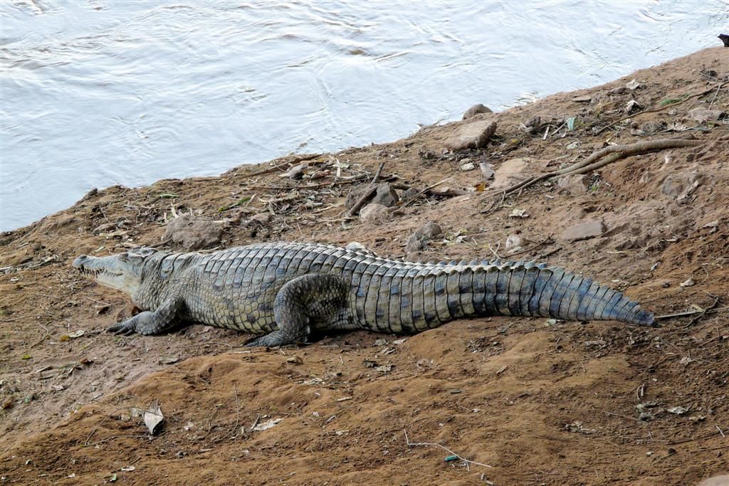 KENIA - SHABA NATIONAL PARK - een krokodil