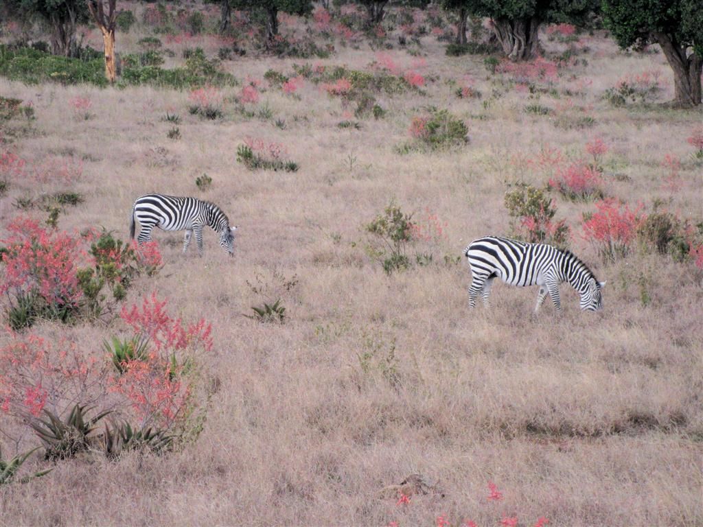 KENIA - SHABA NATIONAL PARK -> NYAHURURU - twee zebra's