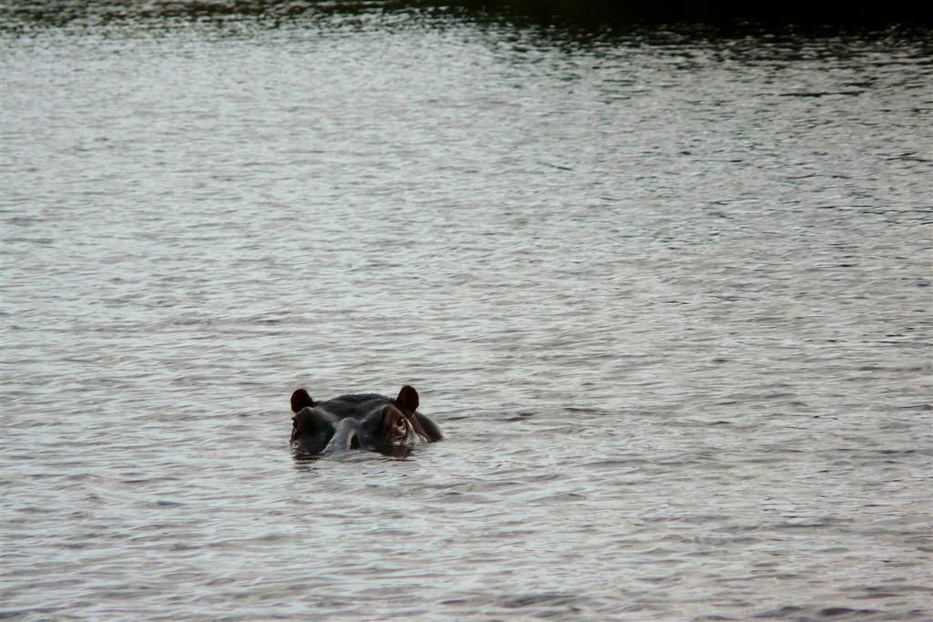 KENIA - NYAHURURU- een nijlpaard in het water