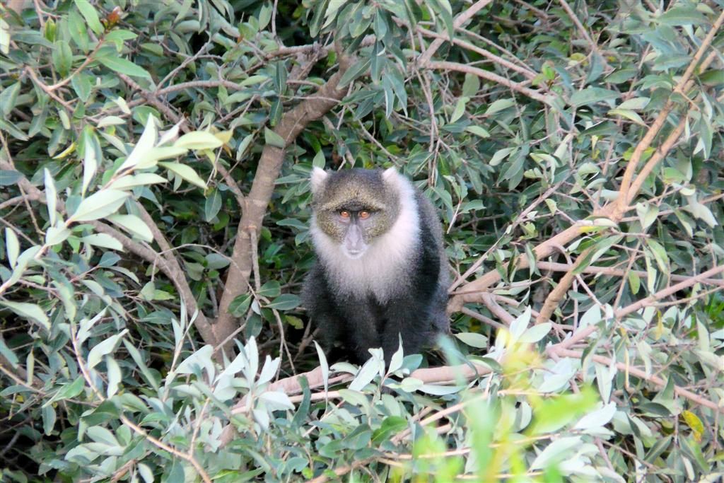 KENIA - NYAHURURU -> LAKE NAKURU NATIONAL PARK - een diadeemmeerkat