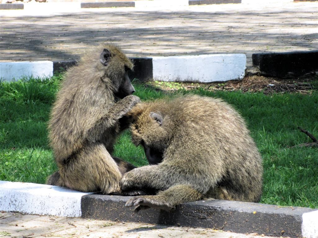 KENIA - LAKE NAKURU NATIONAL PARK - twee bavianen die elkaar aan het vlooien zijn