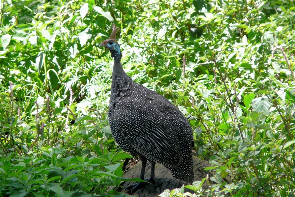 KENIA - LAKE NAKURU NATIONAL PARK - een helmparelhoen