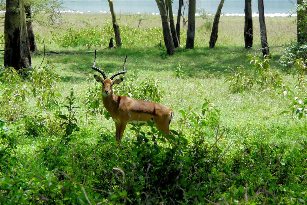 KENIA - LAKE NAKURU NATIONAL PARK - een impala
