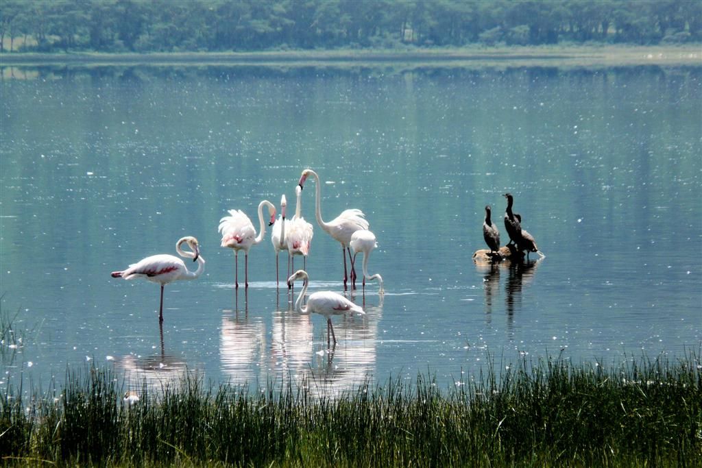 KENIA - LAKE NAKURU NATIONAL PARK - flamingo's en aalscholvers