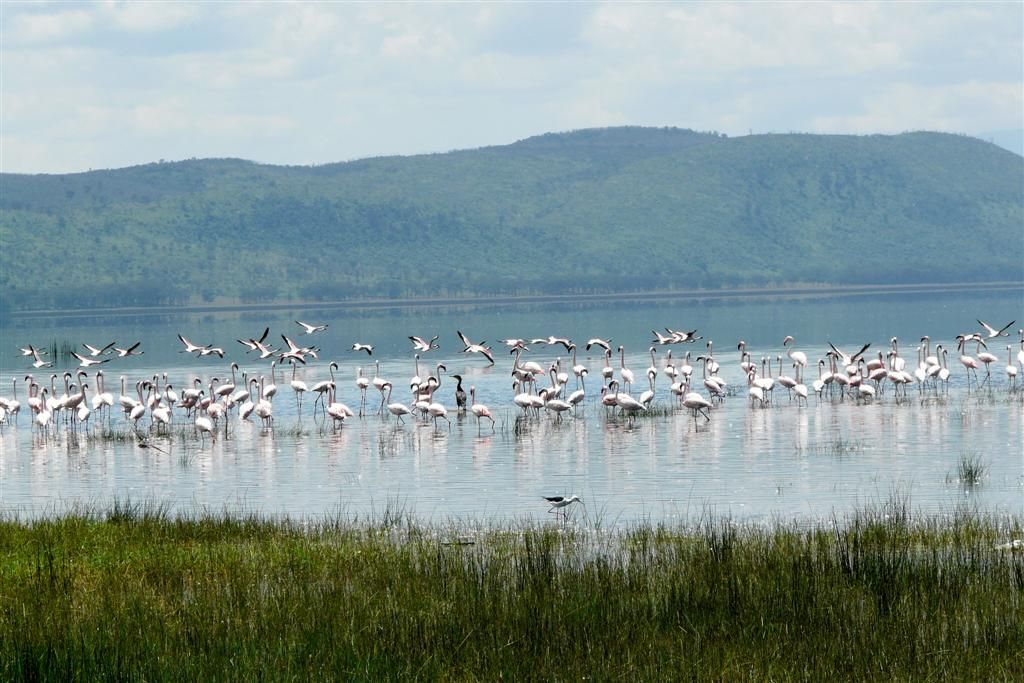 KENIA - LAKE NAKURU NATIONAL PARK - flamingo's