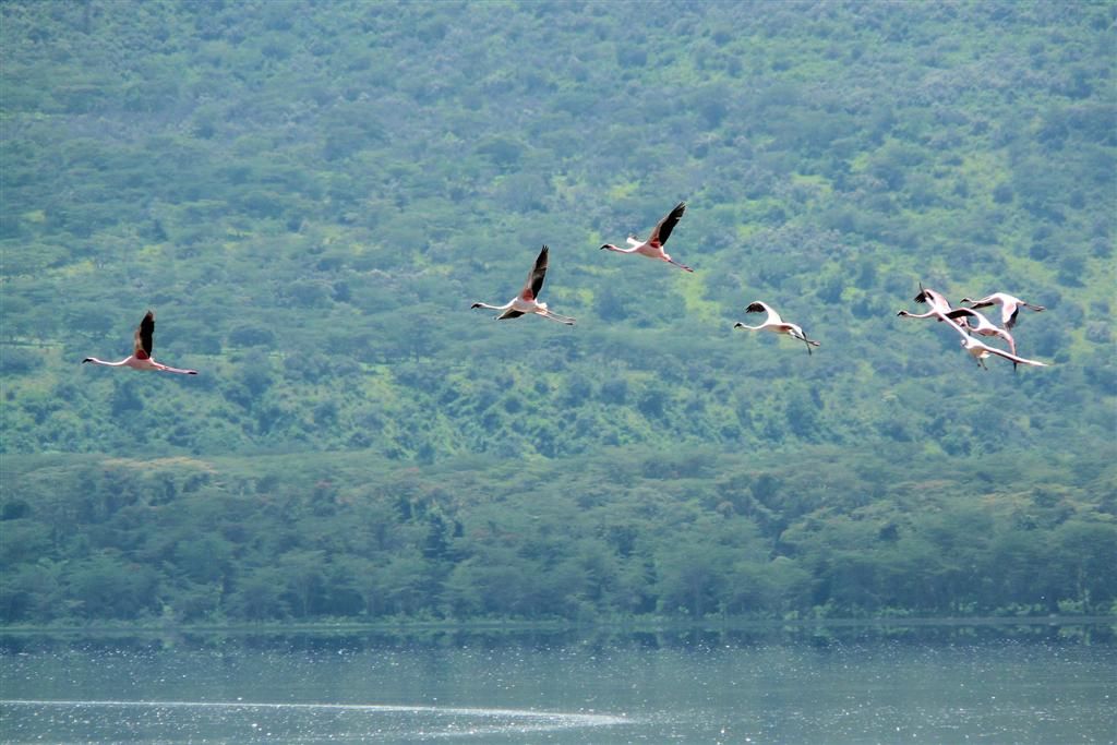 KENIA - LAKE NAKURU NATIONAL PARK - vliegende flamingo's