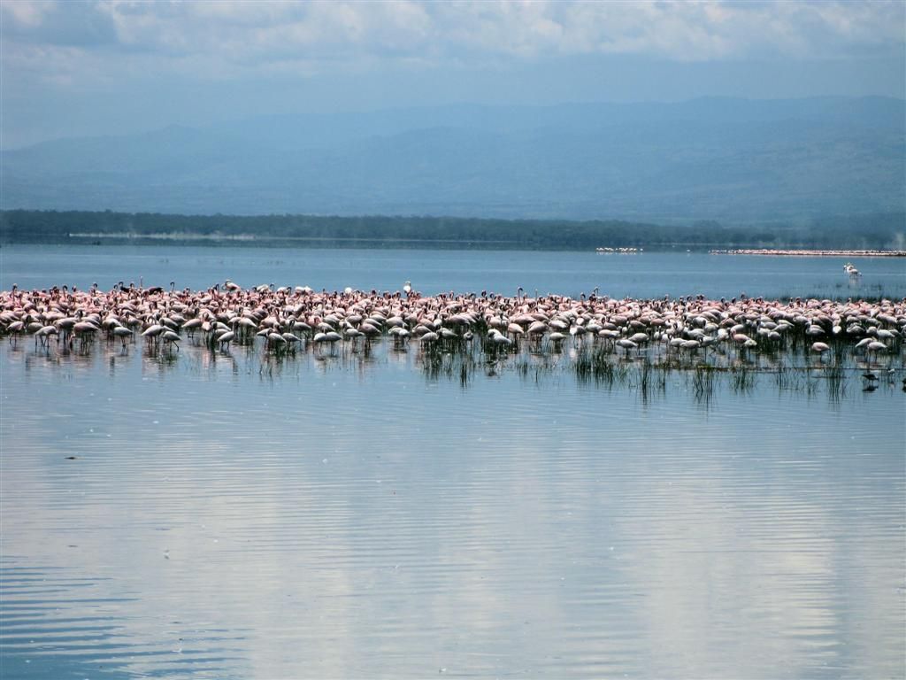 KENIA - LAKE NAKURU NATIONAL PARK - flamingo's