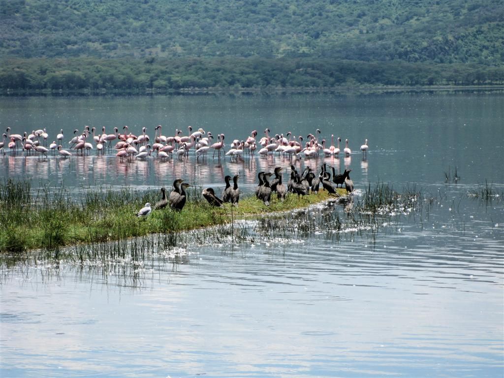 KENIA - LAKE NAKURU NATIONAL PARK - flamingo's en aalscholvers