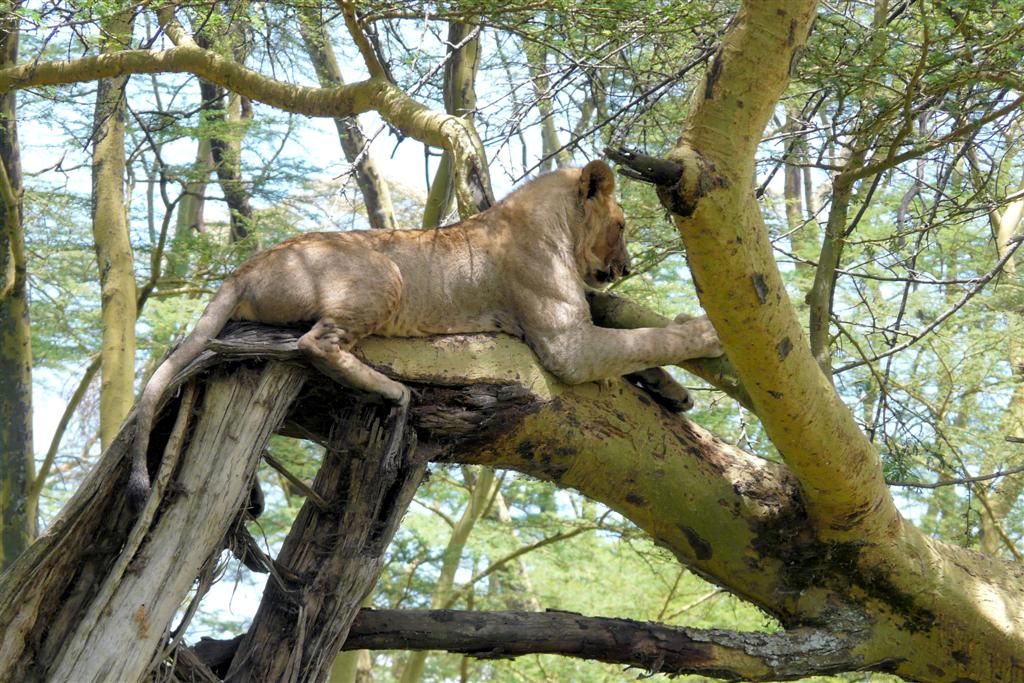 KENIA - LAKE NAKURU NATIONAL PARK - leeuw in een boom
