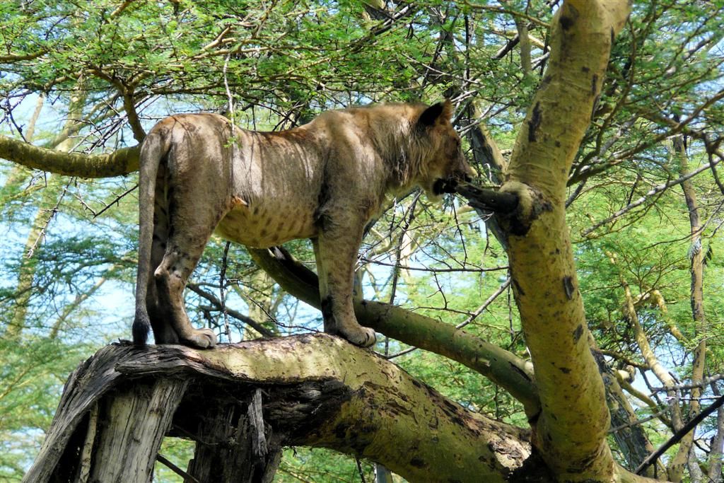 KENIA - LAKE NAKURU NATIONAL PARK - leeuw in een boom