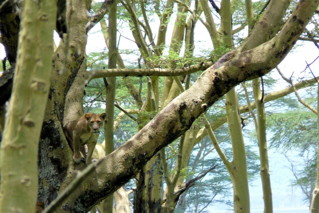 KENIA - LAKE NAKURU NATIONAL PARK - leeuw in een boom