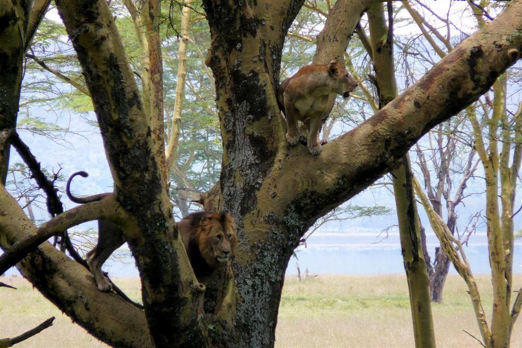 KENIA - LAKE NAKURU NATIONAL PARK - twee leeuwen in een boom