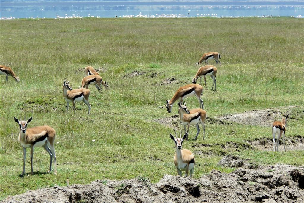 KENIA - LAKE NAKURU NATIONAL PARK - een groep thomson gazelles