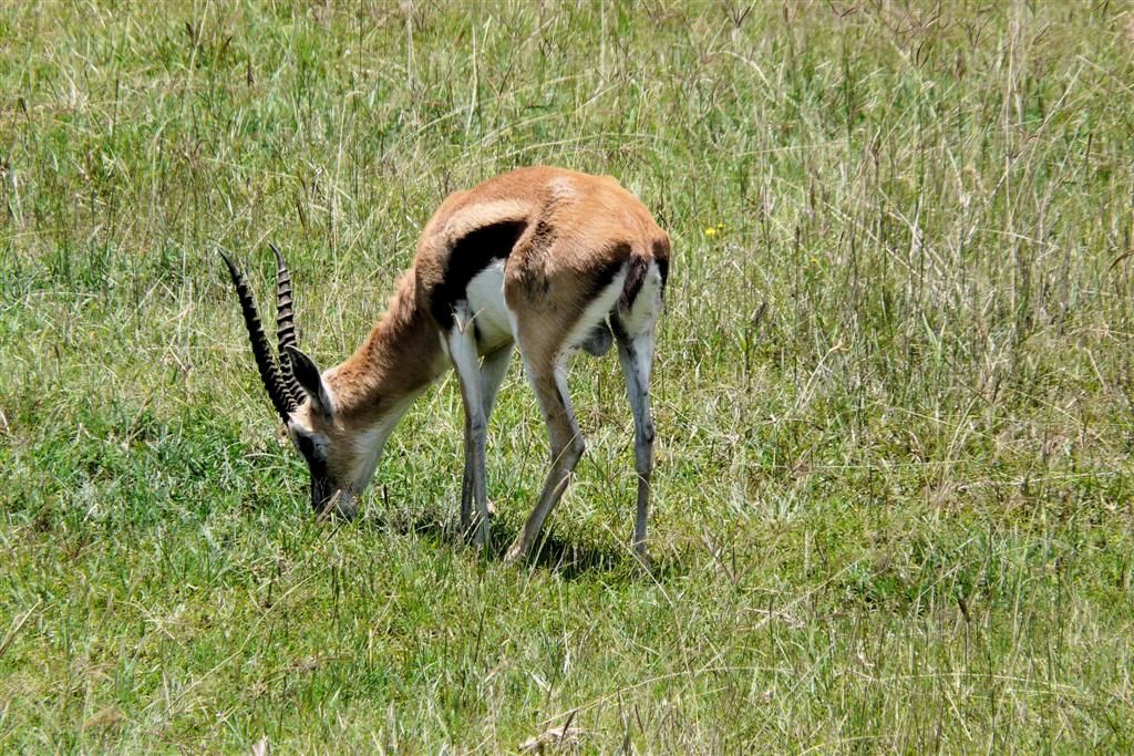 KENIA - LAKE NAKURU NATIONAL PARK - een thomson gazelle