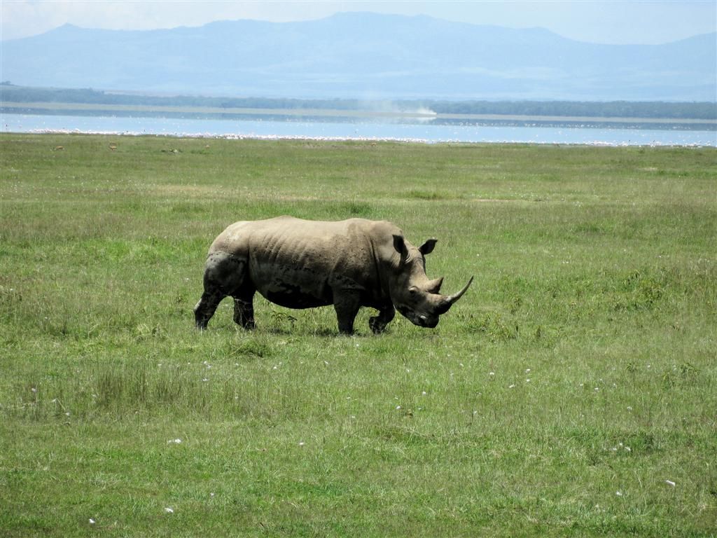 KENIA - LAKE NAKURU NATIONAL PARK - een witte neushoorn