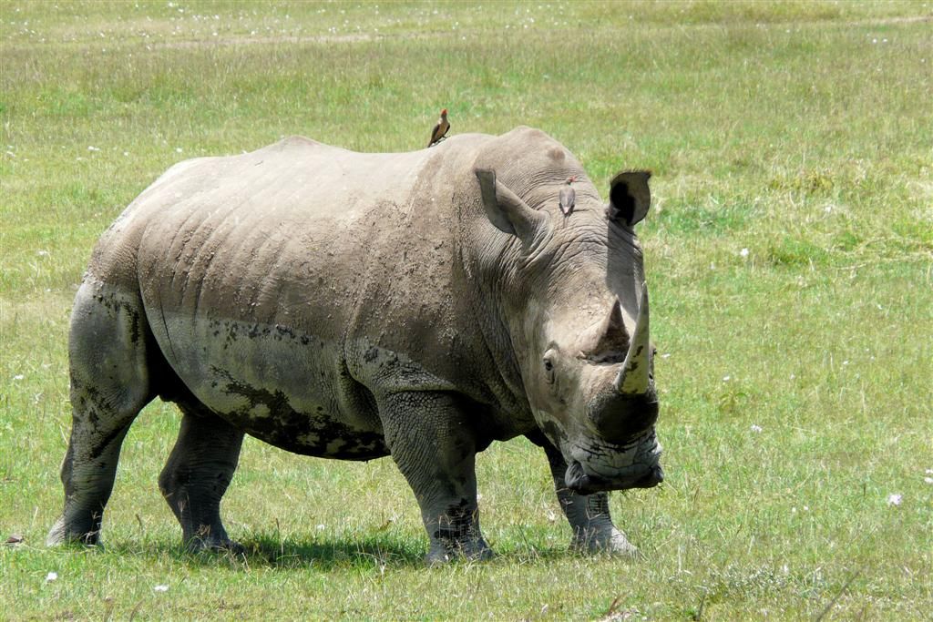 KENIA - LAKE NAKURU NATIONAL PARK - een witte neushoorn met twee ossenpikkers